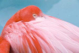 flamingo001